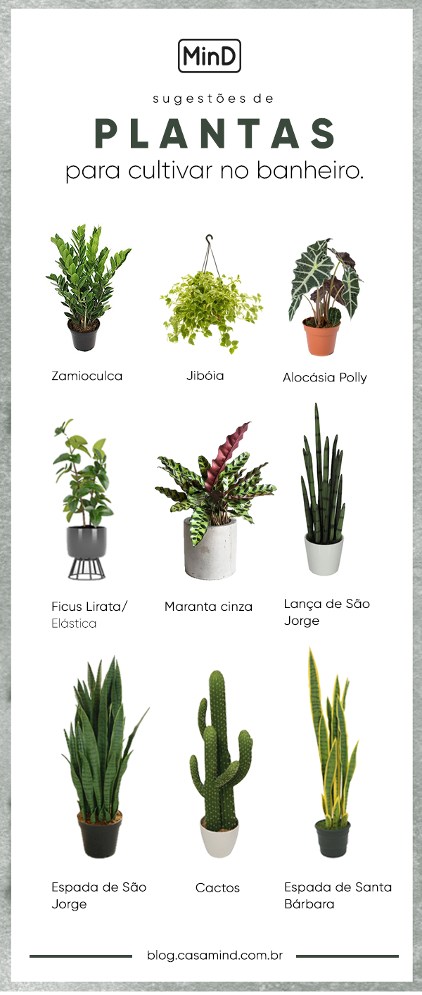 11 plantas para cultivar no banheiro – MinD Blog